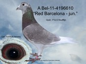 BEL-11-4196610