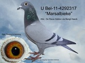 BEL-11-4292317